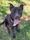 adoptable Dog in woodland, CA named PRIME