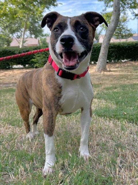 adoptable Dog in Woodland, CA named DAISY MAE