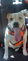 adoptable Dog in woodland, CA named Mamas