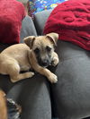 adoptable Dog in woodland, CA named Krados