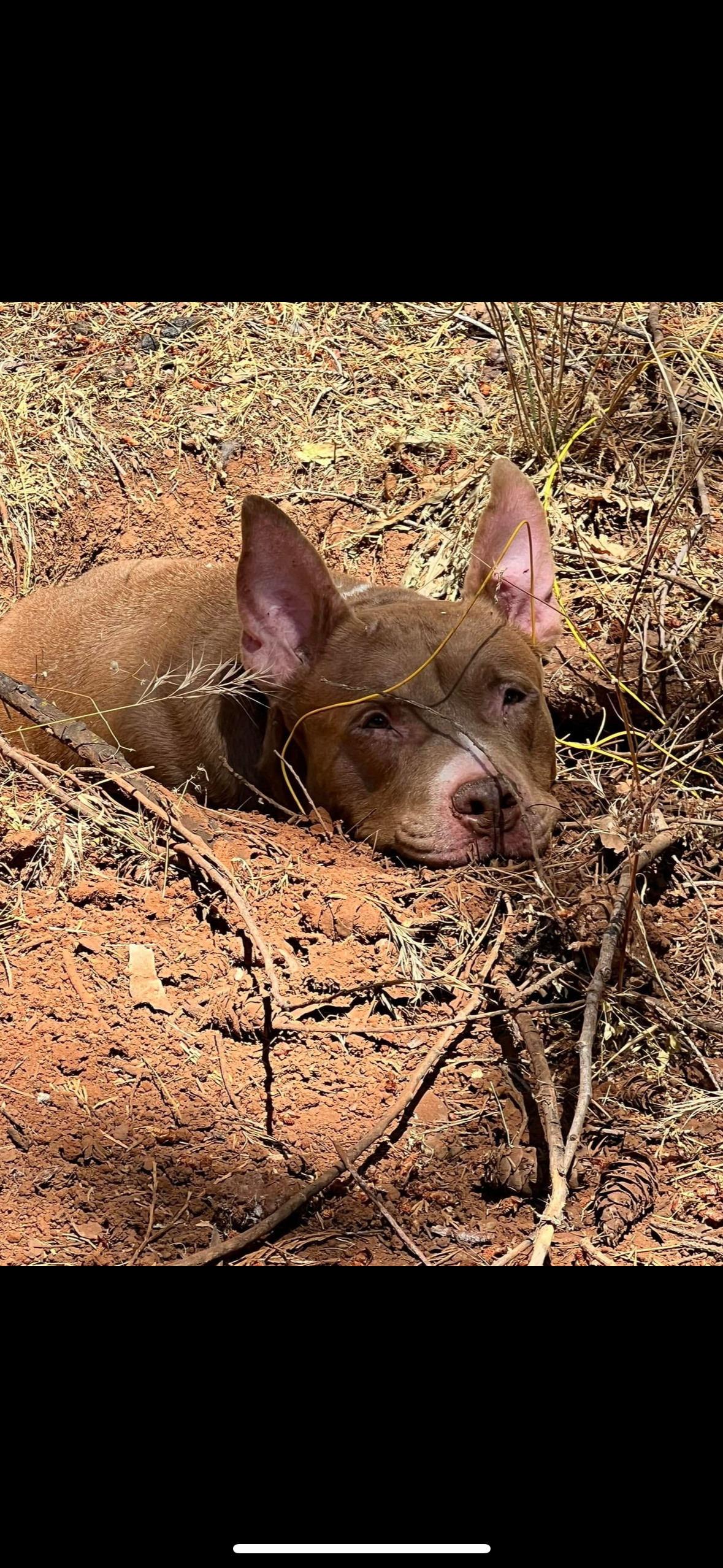 adoptable Dog in Woodland, CA named Truck