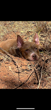 adoptable Dog in woodland, CA named Truck