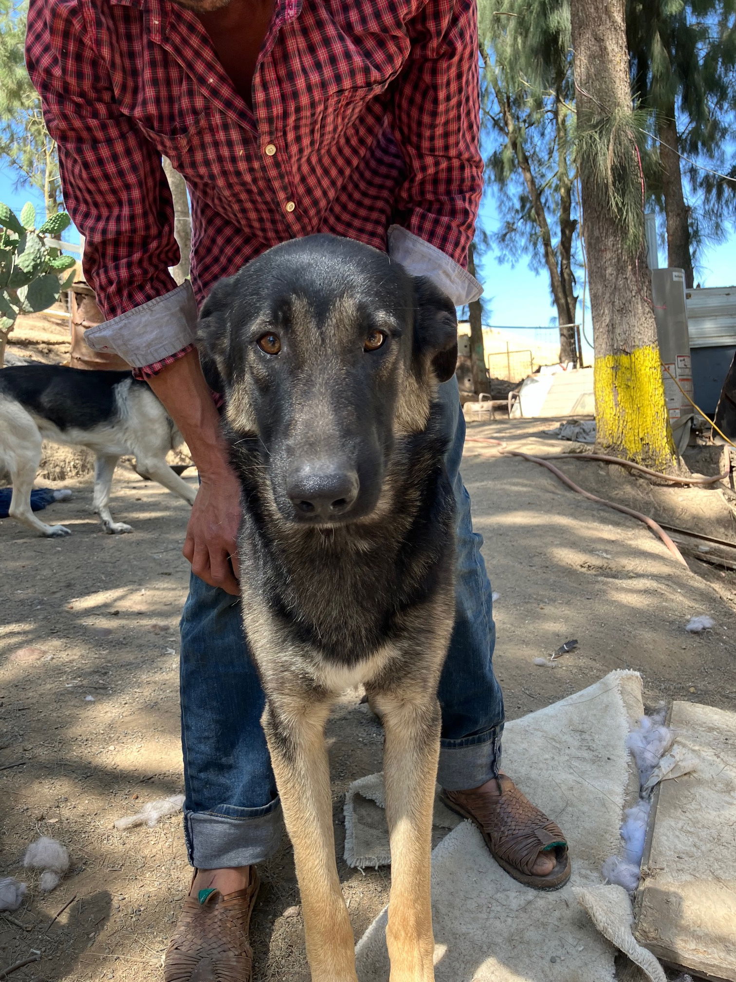 adoptable Dog in Woodland, CA named Javier, Doris, Anna, Santos