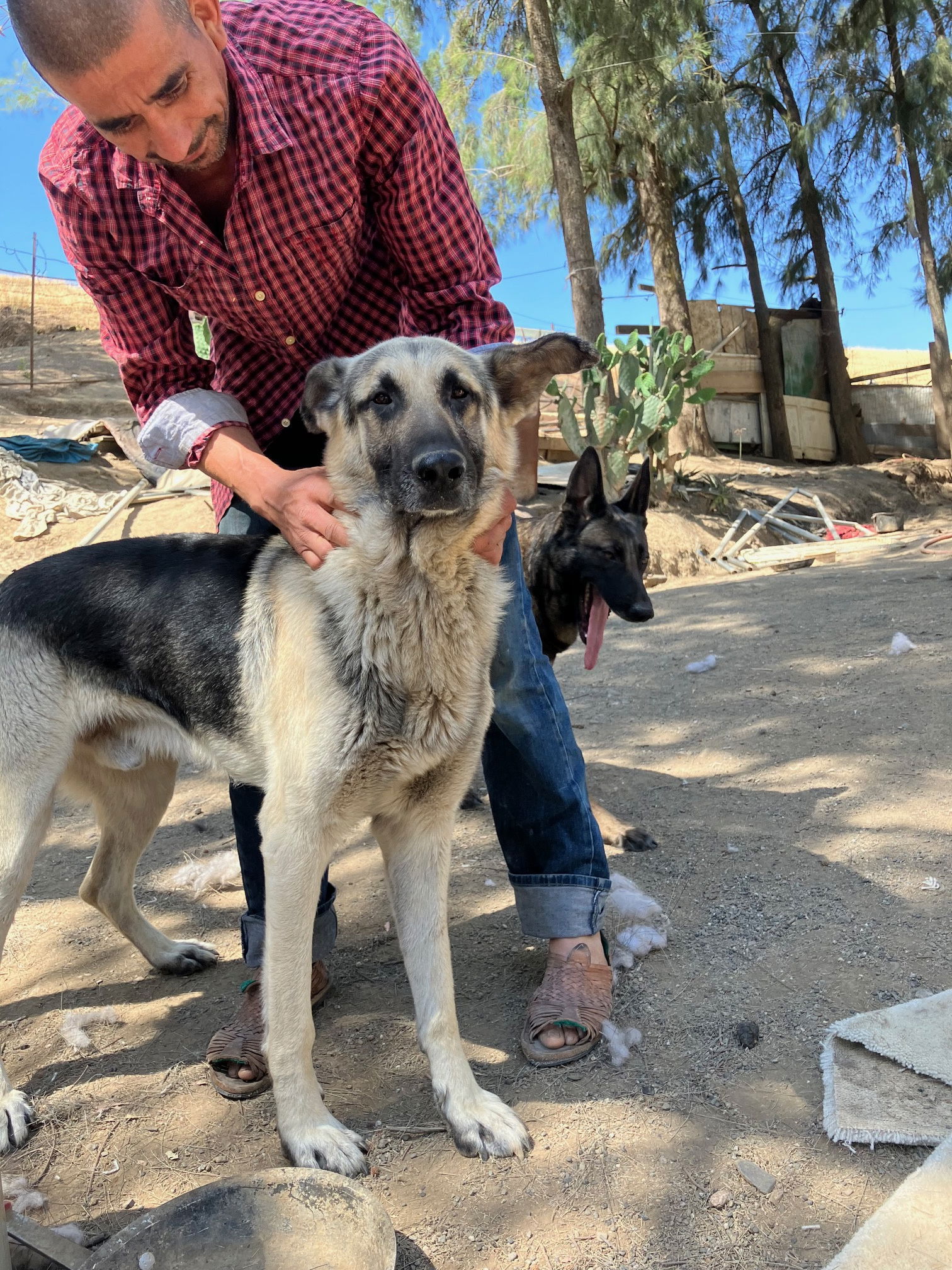 adoptable Dog in Woodland, CA named Dorian
