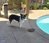 adoptable Dog in woodland, CA named Oakley