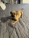 adoptable Dog in woodland, CA named Chip