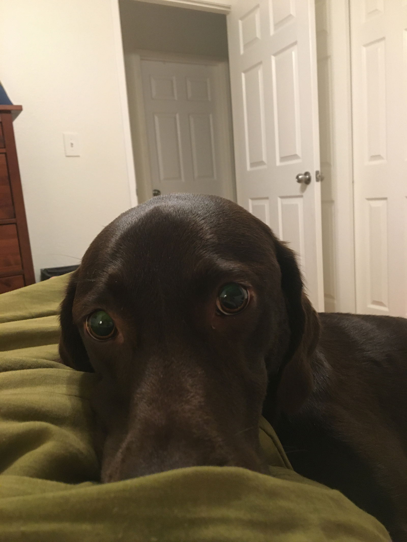 adoptable Dog in Woodland, CA named Abigail