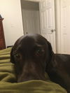 adoptable Dog in woodland, CA named Abigail