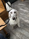 adoptable Dog in woodland, CA named Sarge