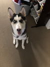 adoptable Dog in  named Kaia