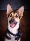 adoptable Dog in woodland, CA named Jax