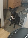 adoptable Dog in  named Darth Vader