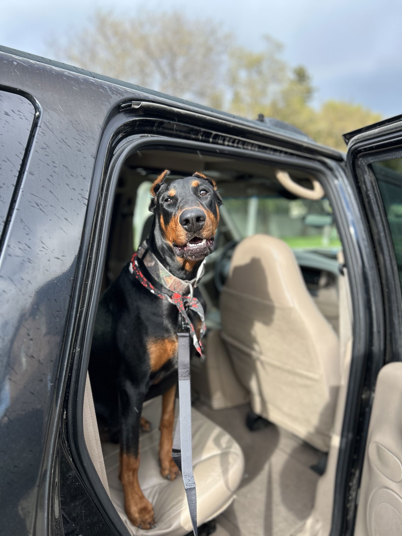 adoptable Dog in Woodland, CA named Ace