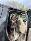 adoptable Dog in woodland, CA named Ace
