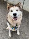 adoptable Dog in  named DAISY
