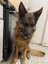 adoptable Dog in woodland, CA named Brian