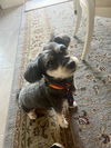 adoptable Dog in woodland, CA named Jaxon