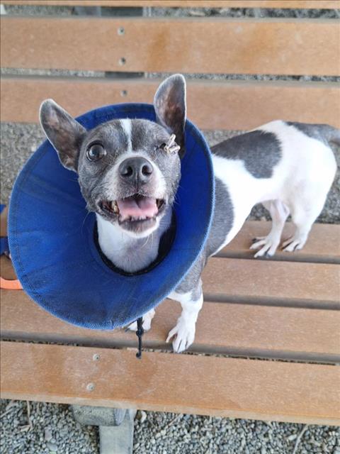 adoptable Dog in Woodland, CA named *AUGUSTA