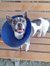 adoptable Dog in  named *AUGUSTA