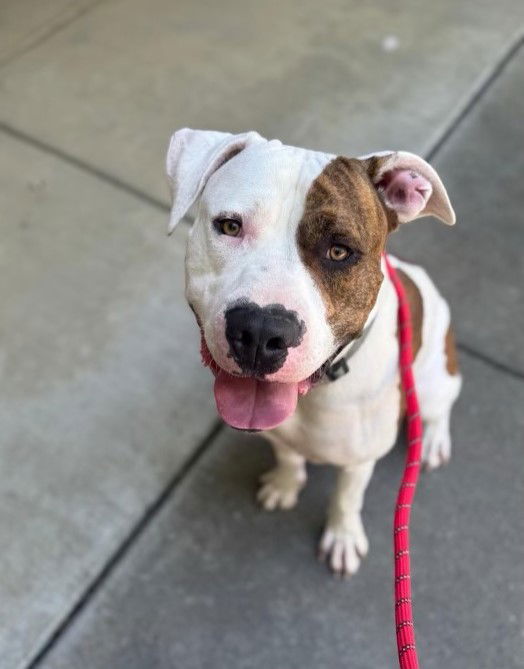 adoptable Dog in Woodland, CA named SPUNK
