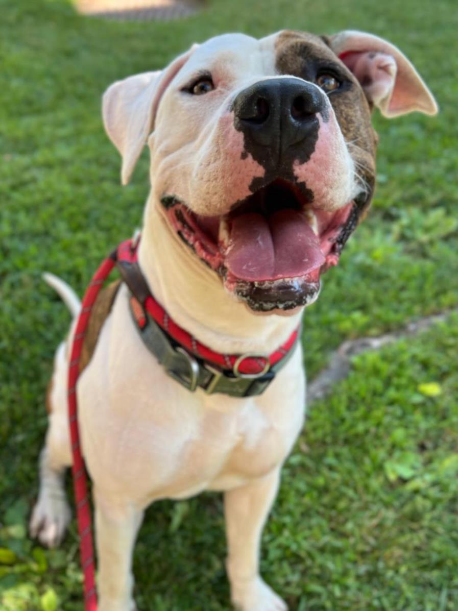 adoptable Dog in Woodland, CA named SPUNK