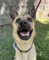 adoptable Dog in woodland, CA named *LUNABELLE