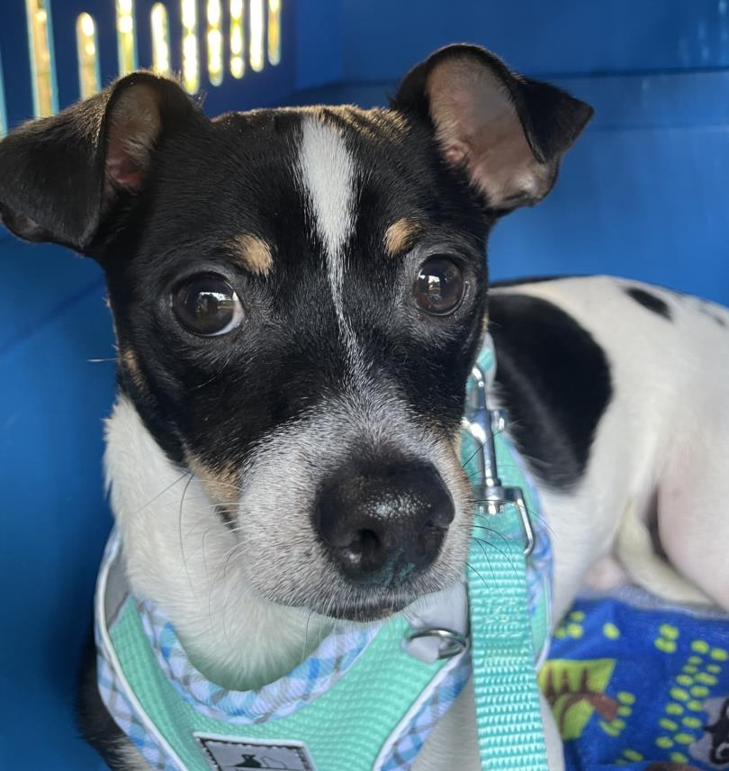 adoptable Dog in Woodland, CA named *LEMONADE