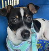 adoptable Dog in woodland, CA named *LEMONADE