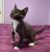 adoptable Cat in woodland, CA named *ZEPH