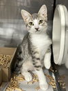 adoptable Cat in woodland, CA named *DUSTY