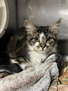 adoptable Cat in woodland, CA named *PATRICK