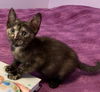 adoptable Cat in woodland, CA named *DUTCH