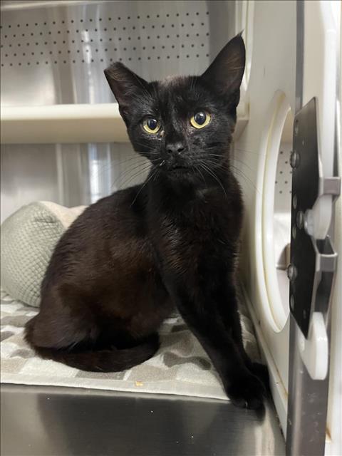 adoptable Cat in Woodland, CA named *SWIPER