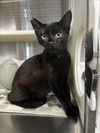 adoptable Cat in woodland, CA named *SWIPER