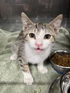 adoptable Cat in woodland, CA named *MAX