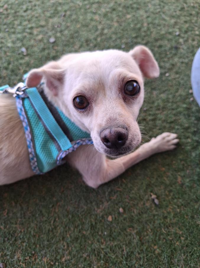 adoptable Dog in Woodland, CA named *RUTH