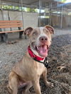 adoptable Dog in woodland, CA named *SUPER NOVA