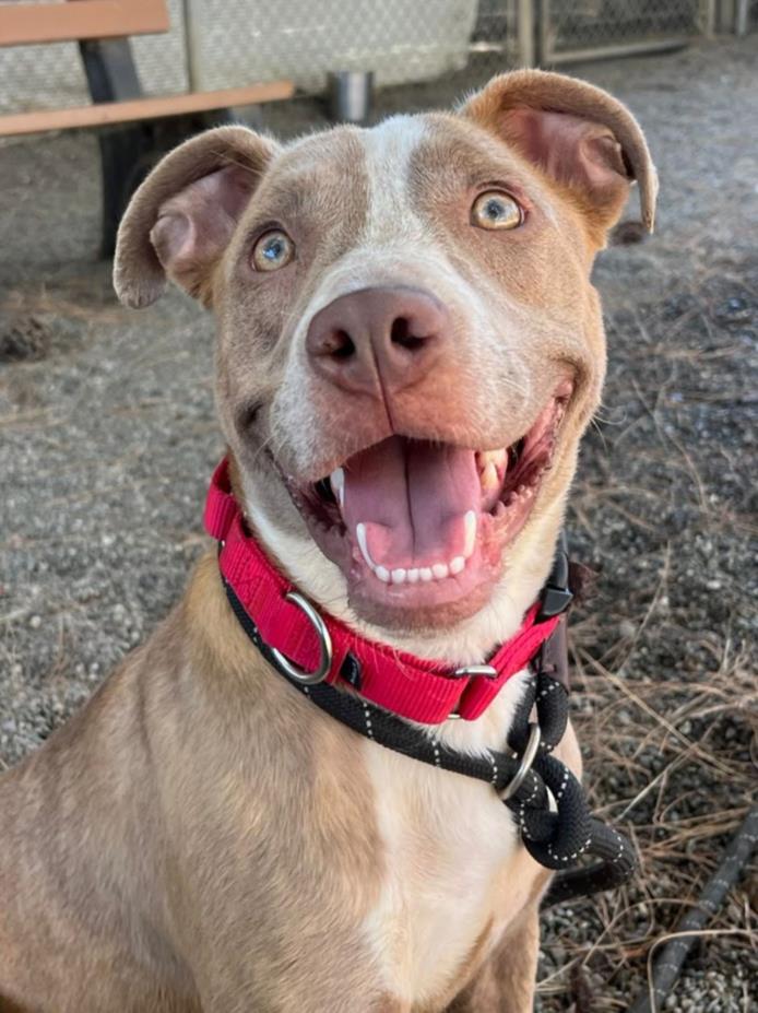 adoptable Dog in Woodland, CA named *SUPER NOVA
