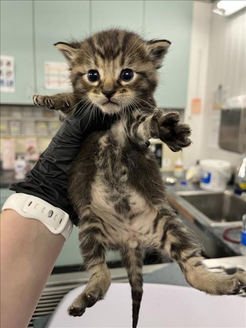adoptable Cat in Woodland, CA named *ROLO