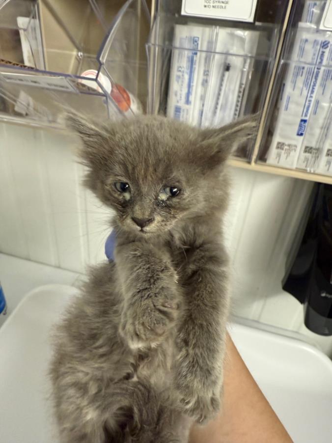 adoptable Cat in Woodland, CA named *TAZ