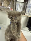 adoptable Cat in woodland, CA named *TAZ