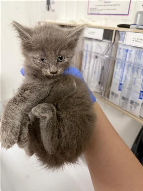 adoptable Cat in Woodland, CA named *RAZ