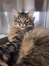 adoptable Cat in  named *SAWYER