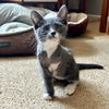 adoptable Cat in woodland, CA named *MISTY