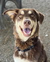 adoptable Dog in woodland, CA named ZITI
