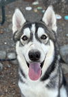 adoptable Dog in woodland, CA named SHADOW