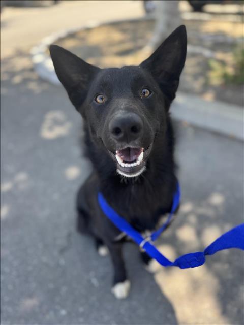 adoptable Dog in Woodland, CA named *FRED