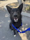 adoptable Dog in woodland, CA named *FRED