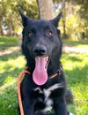 adoptable Dog in  named *FRED
