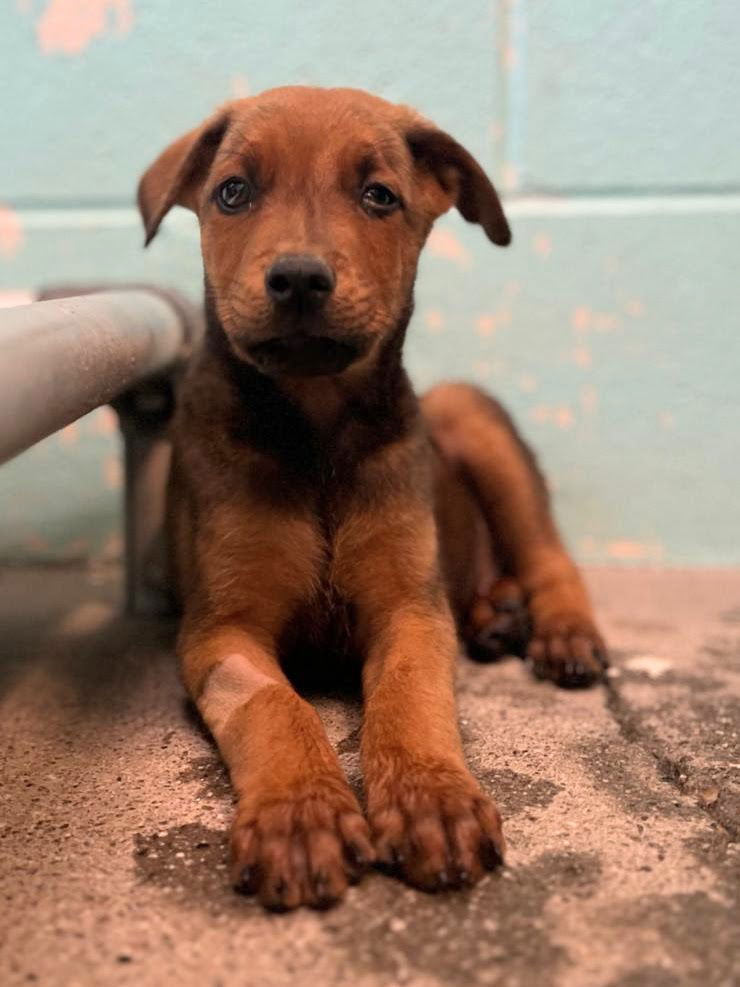 adoptable Dog in Woodland, CA named *BUTCH